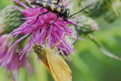 Leptura quadrifasciata & Large-Skipper, Thorn Moor