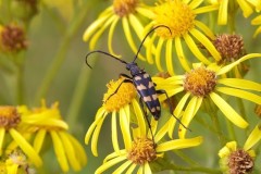 Leptura quadrifasciata, Woodside Nurseries, Austerfield.