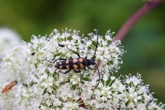 Leptura quadrifasciata, Eaton and Gamston Woods SSSI, Notts.