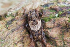 Pogonocherus hispidus, Woodside Nurseries, Austerfield.