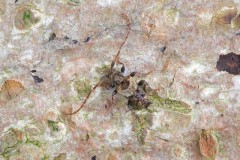 Pogonocherus hispidus, Woodside Nurseries, Austerfield.