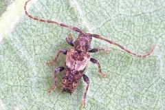 Pogonocherus hispidus, Woodside Nurseries, Austerfield.