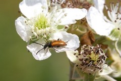 Pseudovadonia livida - Fairy-ring Longhorn, Woodside Nurseries, Austerfield