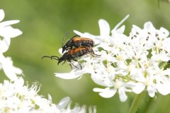 Pseudovadonia livida - Fairy-ring Longhorn, Woodside Nurseries, Austerfield