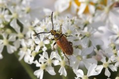 Pseudovadonia livida, Woodside Nurseries, Austerfield.