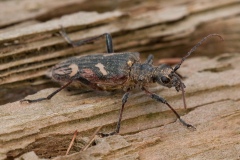 Rhagium bifasciatum - Two-banded Longhorn Beetle