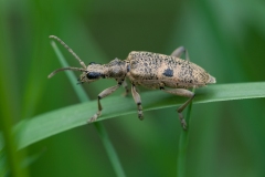 Rhagium mordax