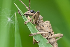 Rhagium mordax