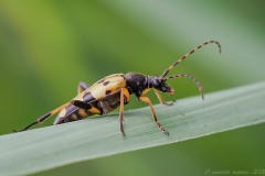 Rutpela maculata, Thorne Moor