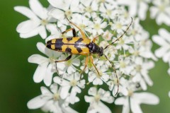 Rutpela maculata, Thorne Moor