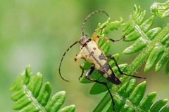 Rutpela maculata, Thorne Moor