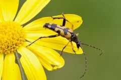 Rutpela maculata, Woodside Nurseries, Austerfield.