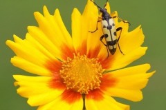 Rutpela maculata, Woodside Nurseries, Austerfield.