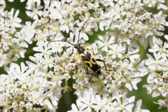 Rutpela maculata (different colour form), Sherwood Forest CP.