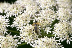 Rutpela maculata (different colour form), Sherwood Forest CP.