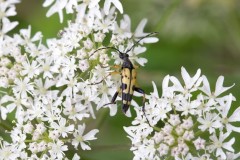 Rutpela maculata (different colour form), Sherwood Forest CP.