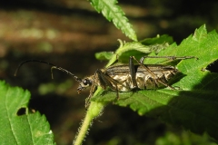 Stenocorus meridianus