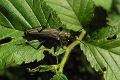 Stenocorus meridianus