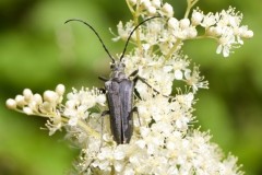 Stenocorus meridianus, Eaton Wood SSSI, Notts.