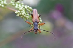 Stenocorus meridianus, Potteric Carr NR