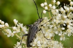 Stenocorus meridianus  (dark form), Eaton Wood SSI, Notts.