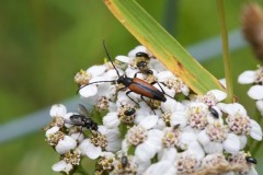 Stenurella melanura, YWT Brockadale