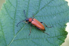 Stictoleptura rubra, Chambers Farm Wood, Lincs.