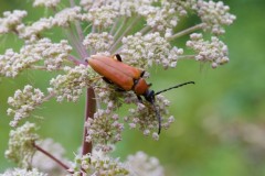 Stictoleptura rubra, Chambers Farm Wood, Lincs.