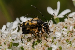 Strangalia maculata