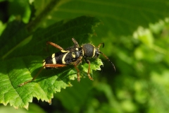 Clytus arietis - Wasp beetle