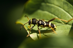 Clytus arietis - Wasp beetle