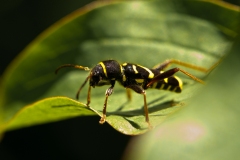 Clytus arietis - Wasp beetle