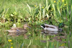 Mallards