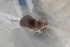 Common Shrew (Sorex araneus), Old Moor, RSPB.