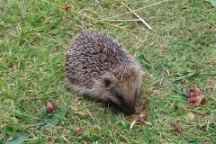 Hedghog (Erinaceus europaeus), Intake, Doncaster.