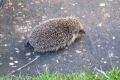 Hedghog (Erinaceus europaeus), Intake, Doncaster.