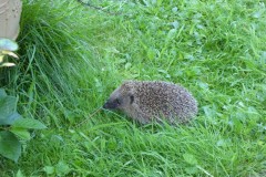 Hedghog (Erinaceus europaeus), Intake, Doncaster.