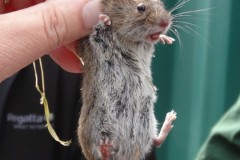 Bank Vole (male) (Myodes glareolus), Old Moor RSPB.