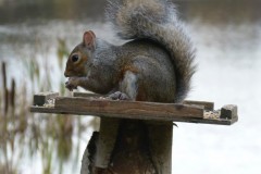 Grey Squirrel (Sciurus carolinensis), Potteric Carr.