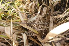 Harvest mouse (Micromys minutus), non-breeding nest,  Auckley