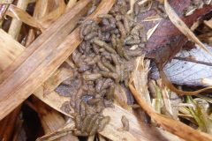 Water voles (Arvicola amphibius), latrine, by River Torne, Auckley.