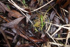 Water voles (Arvicola amphibius), chopped grass, by River Torne, Auckley.