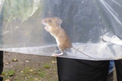 Wood Mouse (Apodemus sylvaticus), Old Moor.