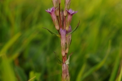 Autumn Gentian - Gentianella amarella