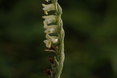 Autumn Lady's Tresses - Spiranthes spiralis