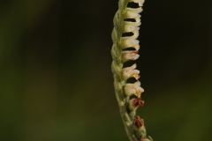 Autumn Lady's Tresses - Spiranthes spiralis