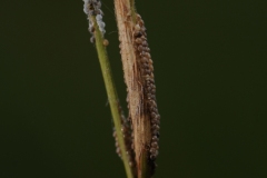 Eggs on Tor Grass