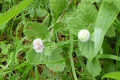 GermanderSpeedwell galled by the midge Jaapiella veronica.