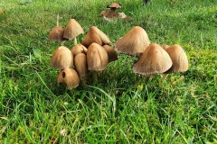 Coprinellus micaceus - Glistening Inkcap, Finningley.