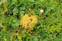 Clavulinopsis corniculata - Meadow Coral, Finningley.